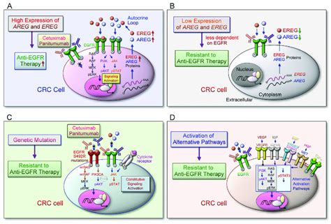 The Alternative Pathways And Mechanisms Bypass Targeting EREG Mediated