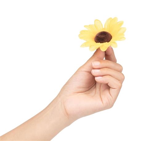 Premium Photo Hand Holding Artificial Sunflower Isolated On White