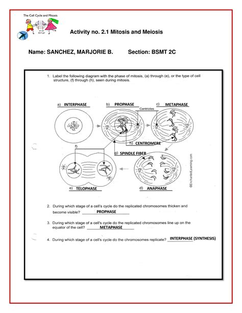 Activity No 21 Mitosis And Meiosis Medical Technology Activity No