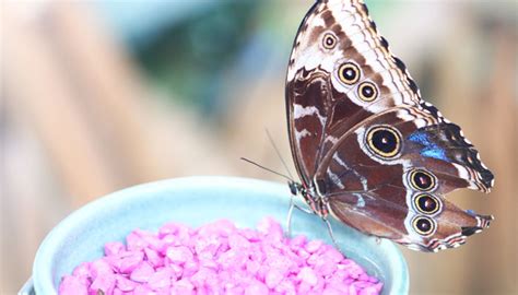 It's Back! Head to Meijer Gardens' Butterflies are Blooming 2024 for a ...