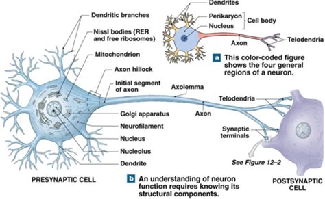 Neuronal Structure Function Flashcards Quizlet