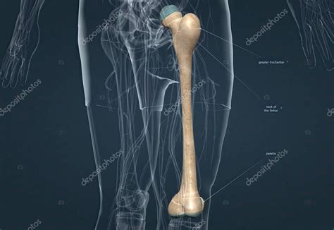 The Patella Also Known As The Kneecap Is A Flat Rounded Triangular