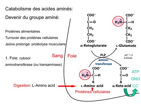 Catabolisme Des Acides Amin S