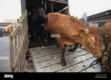 Banbury Stockyard Cattle Market Oxfordshire Hi Res Stock Photography