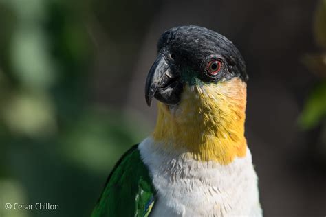 Pionites Melanocephalus Black Headed Parrot Cotorra Pe Flickr