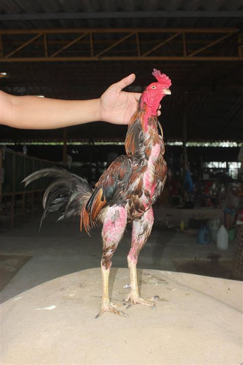 Ini Ayam Pama Terbaik Dan Termahal Di Thailand Namanya Free Kick Milik