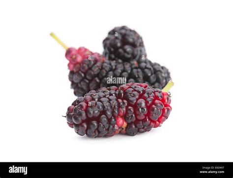 Black mulberry fruit hi-res stock photography and images - Alamy