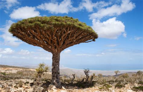 Socotra Dragon Tree Stock Photos, Pictures & Royalty-Free Images - iStock