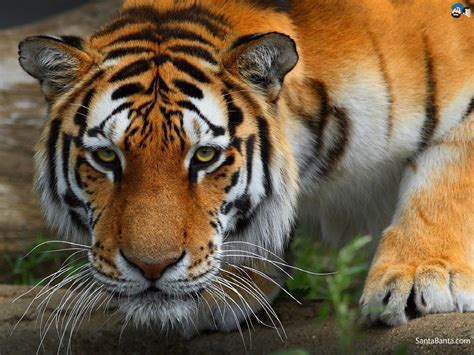 Free Download Tigers Hd Wallpaper 28