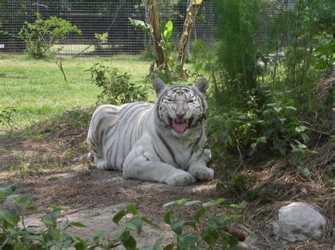 Big Cat Rescue Tampa 2021 All You Need To Know Before You Go With