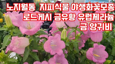 노지월동 지피식물 야생화꽃모종 다년생꽃모종 로드게시 금유황 유럽제라늄 Youtube