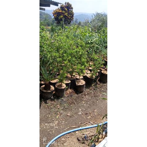 Jual Bibit Tanaman Bahan Bonsai Lohansung Tinggi 1 Meter Shopee Indonesia