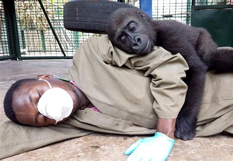 Orphaned Baby Gorilla Bonds With Human Carer After Being Rescued, and ...