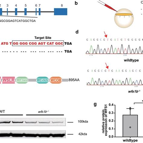 Generation And Identification Of Wfs B Mutant Zebrafish A Schematic Of