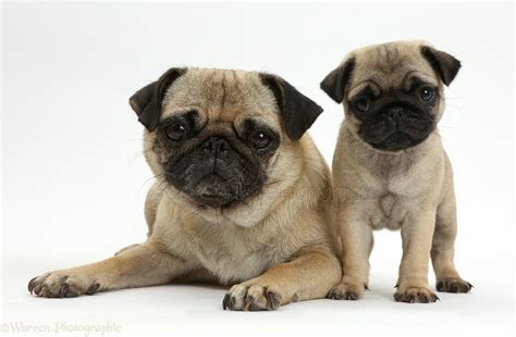 Dogs: Pug mother and puppy photo WP41986