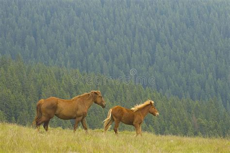 Running Mustang Horses at Sunset Stock Image - Image of orange, horses: 23150105