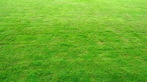 How To Plant And Grow A Zoysia Grass A Complete Guide School Of Garden