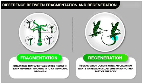 Difference Between Fragmentation and Regeneration - Testbook