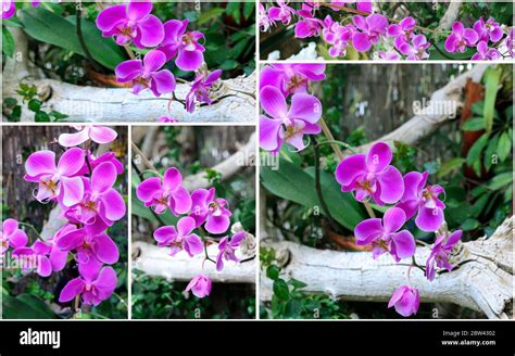 Collage exotischer Orchideen wächst und blüht im tropischen Garten Set