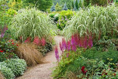 A Striking Border With Astilbes And Grasses