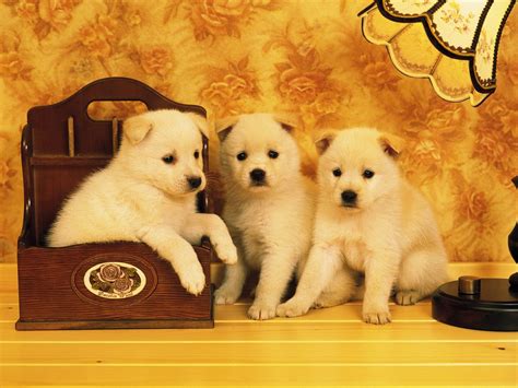 Adorable Akita Puppies Hd Wallpaper