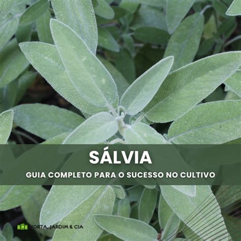 S Lvia O Guia Completo Para Cultivar Cuidar E Colher A Erva M Gica