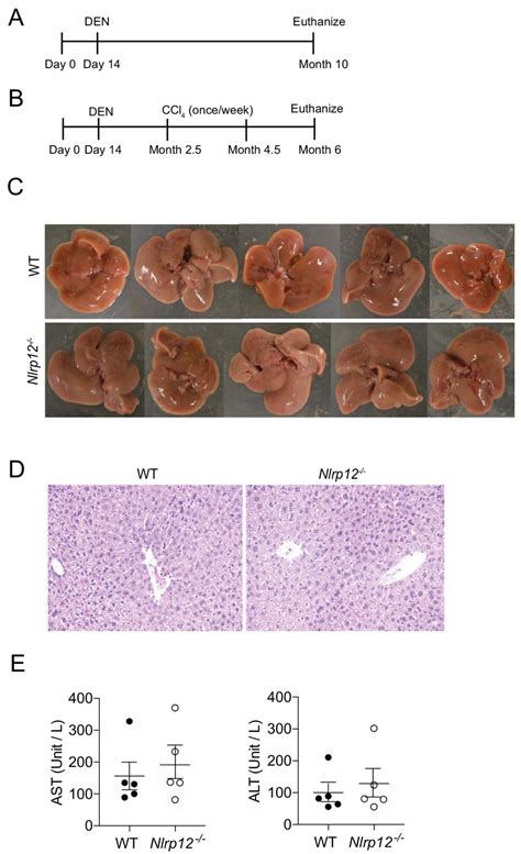 Figures And Data In Nlrp12 Suppresses Hepatocellular Carcinoma Via