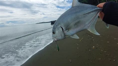 Reel Baru Langsung Dapat Bluefin Trevally Lumayan BESAR YouTube