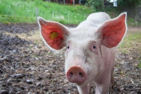 Top 15 Best Pig Breeds for Your Farm