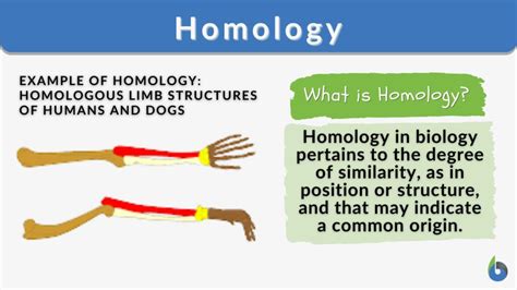 Homology Definition And Examples Biology Online Dictionary