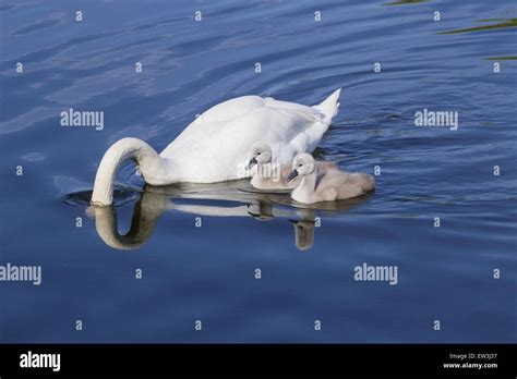 Mute Swan Cygnus Olor Adult Male With Two Cygnets Male With Head