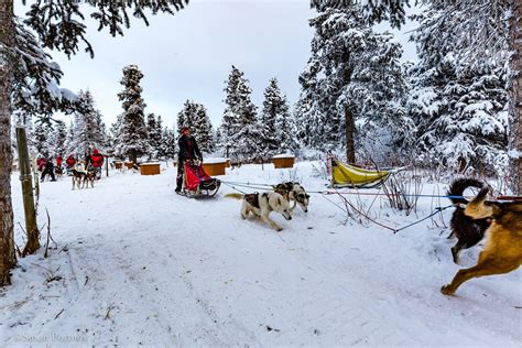 Whitehorse Yukon A Great Place To Go Dog Sledding In Canada