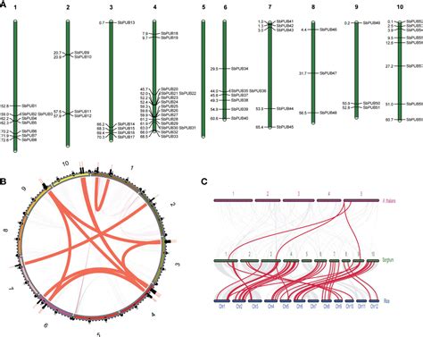 Frontiers Genome Wide Identification And Expression Analysis Of The U