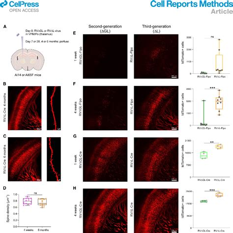 Figure 2 From Third Generation Rabies Viral Vectors Allow Nontoxic