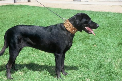 Perro de Pastor Mallorquin Dog Breed Information, Images ...