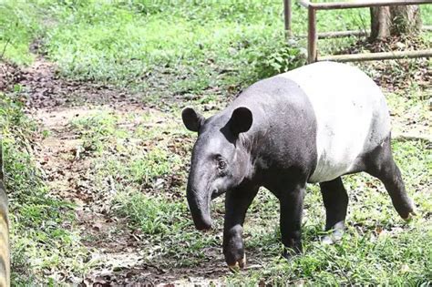 Malayan Tapir Facts | Anatomy, Diet, Habitat, Behavior - Animals Time