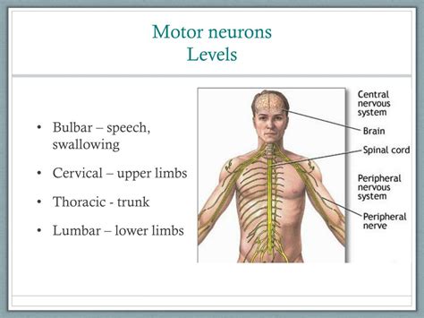 Ppt Diagnosis Of Motor Neuron Disease Powerpoint Presentation Free