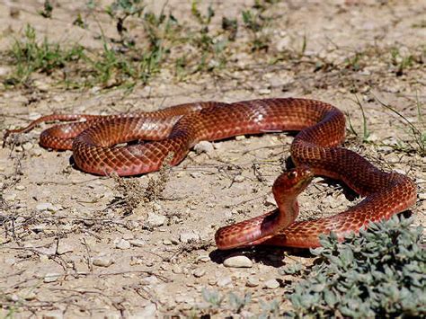 Arizona Snakes Pictures And Identification Help