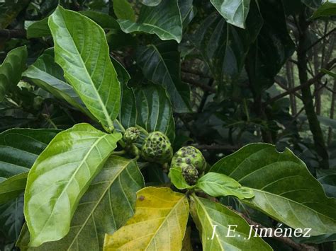 Morinda Citrifolia Ecos Del Bosque