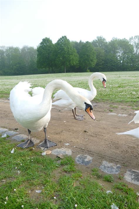 schwäne JUNGSCHWÄNE einzelne hohpe Flickr