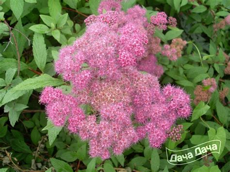 Спирея японская - описание сорта, фото, саженцы, посадка, особенности ...