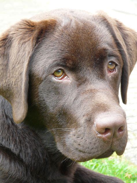 14 Best Woody The Chocolate Lab Chesapeake Bay Retriever Mix Images