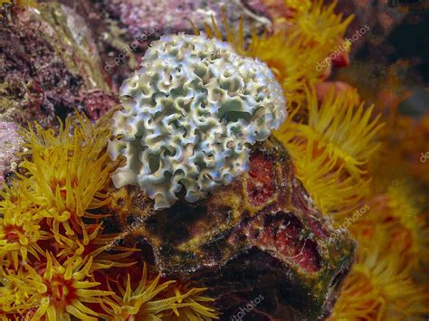 Elysia Crispata Nombre N La Lechuga Babosa De Mar Es Una Especie