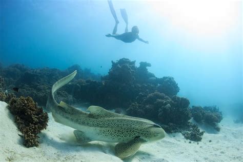 Coral Bay Ningaloo Reef Swim And Snorkel With Whale Sharks