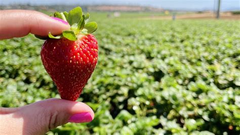 Carlsbad Strawberry Company Open For 2023 U Pick Season Sdtoday