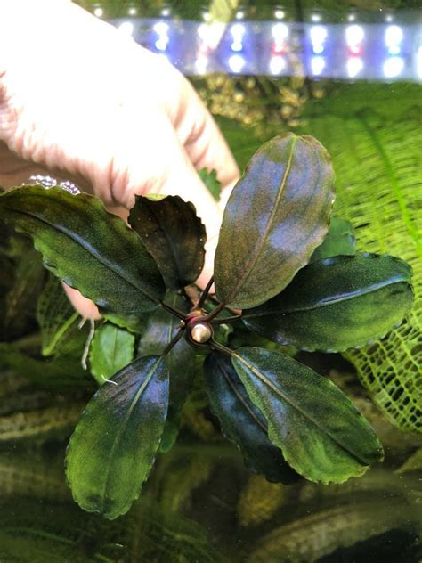 増殖株ブセファランドラsp ナンガタマン TB便 水中株 Bucephalandra spNanga Taman の落札情報詳細