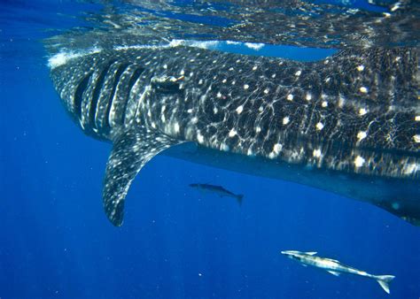 Whale Shark Conservation: Everything You Need to Know — Destination ...