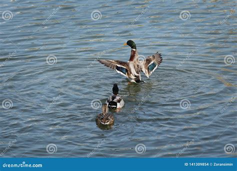 Adult Ducks In River Or Lake Water Stock Photo Image Of Duck Beauty