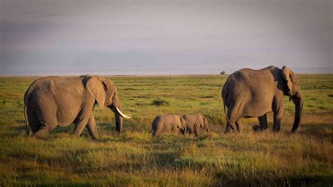 Elephant herd and social behavior - The Elephant Guide