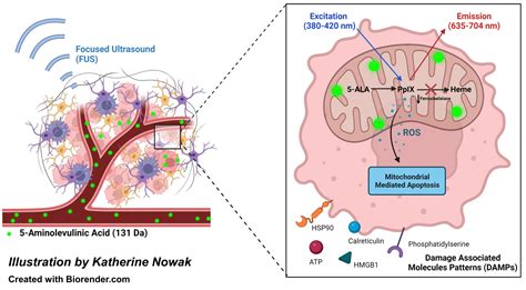 Research Focused Ultrasound Cancer Immunotherapy Center